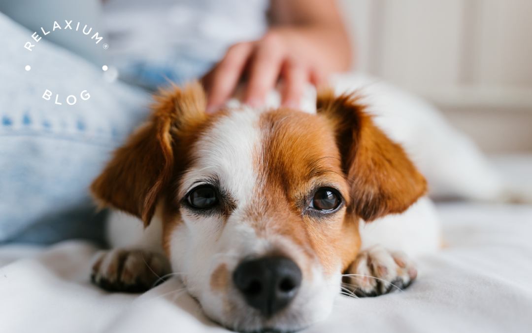 The Healing Power of Pets: How Animals Improve Your Mental Health